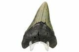Fossil Megalodon Tooth - North Carolina #161443-2